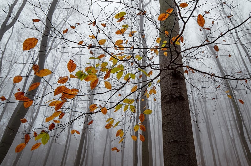 Enchanted Forest