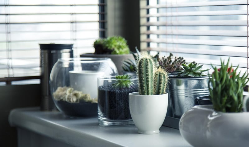 Succulent Favors